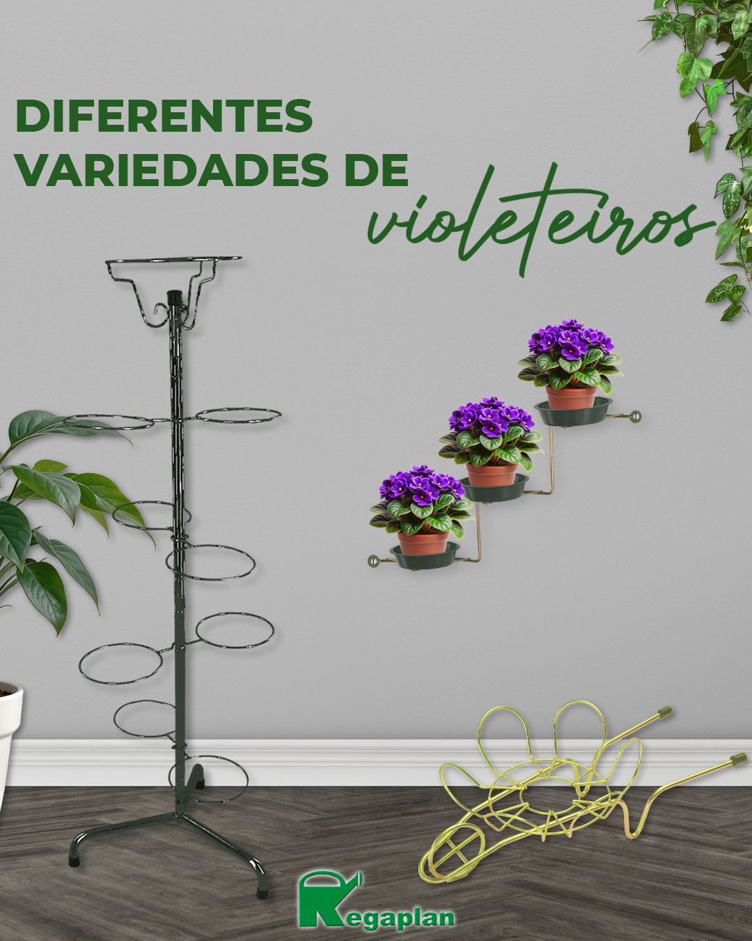 Venha descobrir nossas variedades de violeteiros! 