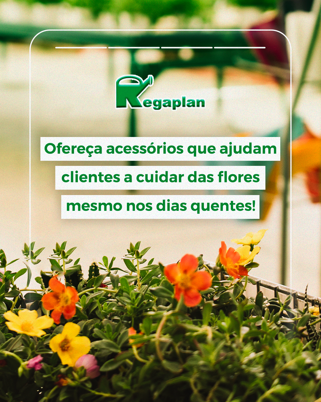 Cuidar das plantas no calor pode e deve ser mais simples.